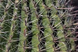 Phenotypic variation is the difference in features between individuals of the same species. Shape Shades And Enhances Heat Radiation Cactus Family Asknature