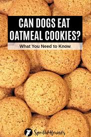 Oatmeal has an outstanding reputation among humans for its soothing ingredients. Can Dogs Eat Oatmeal Cookies Read This Guide To Find Out