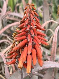 Image result for Aloe bukobana