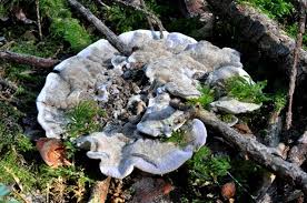 Image result for Phellodon niger