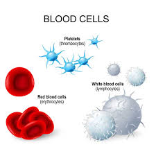 Image result for Platelet Transfusion