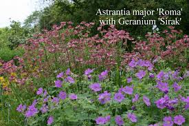 Image result for Astrantia major `Roma`