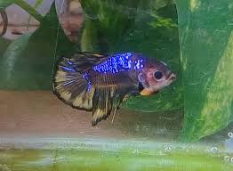 Harga ikan cupang sudah pasti akan jadi pertanyaan pertama bagi orang yang hendak memelihara benar tidak? Informasi Belajar Anak Interaktif Ikan Cupang Hias Betta Sp