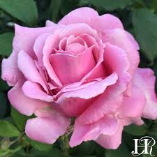 Ini hanya sebagian 🙂 #tanaman #bungamawar #desapohantonga. 10 Jenis Bunga Mawar Yang Ada Di Dunia Keindahan Dari Lambang Kasih Sayang Halaman 5 Merdeka Com