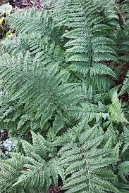 Arachniodes Standishii Dry Shade Plants Ferns For Sale Zen Garden Diy
