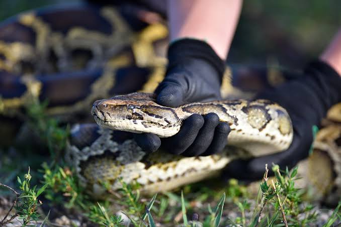 Python hunters must humanely kill snakes: How Florida has cracked down in  contests through the years &ndash; The Virginian-Pilot