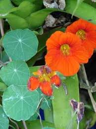 Tropaeolum Majus Nasturtium Indian Cress Perennial Climber Raw In Salad Or Cooked As Spinach Plants Nasturtium Cress Plant