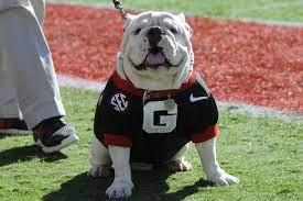 Georgia Live Bulldog Mascot 7 Things To Know About Uga Sbnation Com