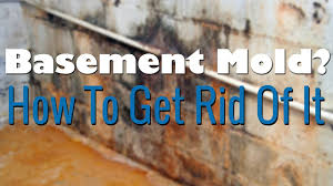 Mold behind basement wood paneling. Basement Mold Removal How To Remove Mold Youtube