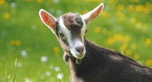 Die Berggeiss - Geissaeheimet Meierskaehlen Toggenburg Goat Goats Breeding Goats