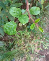 Image result for Rubus ellipticus