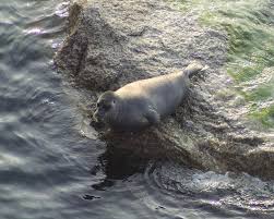 Image result for Faroa pusilla