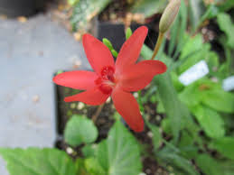 Image result for Freesia laxa