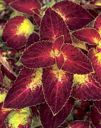 Image result for Coleus maculosus