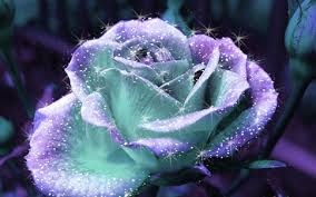 Maybe you would like to learn more about one of these? So Beautiful White Flower Hd Free Wallpapers Shiny Flower 1920x1200 Download Hd Wallpaper Wallpapertip