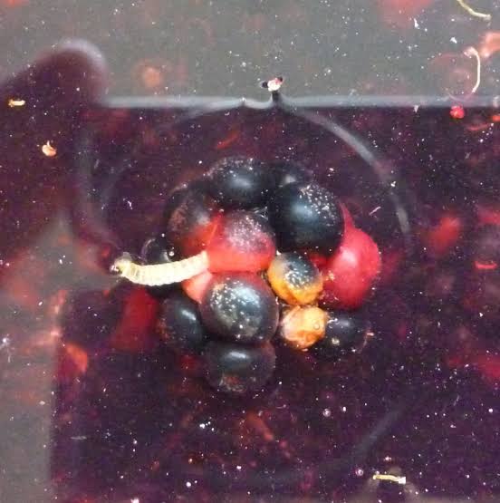How To Get Worms Out Of Blackberries