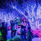 Night Lights at The Garden
