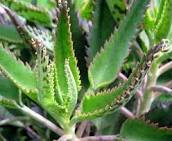 Resultado de imagem para plantas medicinais que cura o cancer
