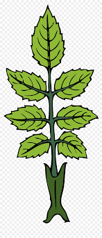 draw a mint plant hd png download vhv