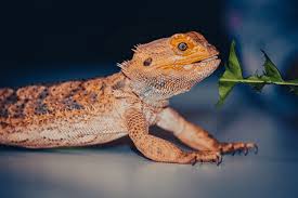 All White Bearded Dragon/Zero Dragons