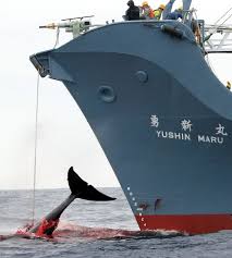 Wish I Could Stop This Whale Wars Sea Shepherd Save The Whales