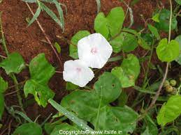 Morning Glory Itslife In