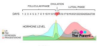 Luteal Phase Defects How It Impacts Fertility And Ways To Treat It Being The Parent