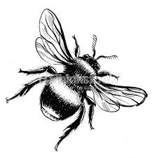 Maybe you would like to learn more about one of these? Realistic Honey Bee Flower Drawing Novocom Top
