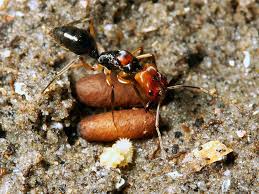 Image result for Orthochilus eustachyus