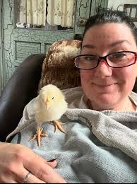 What breed is the yellow chick among Lavender Orpingtons, Black Cooper  Marans, and Olive Eggers?