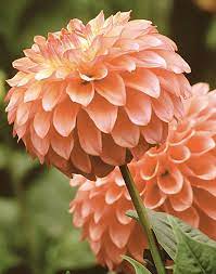 Pin On Flowers Dahlias