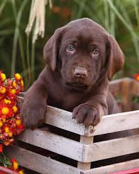 Epingle Sur Dogs