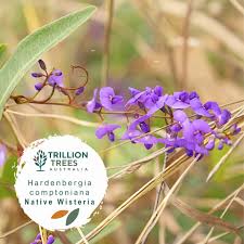 Image result for Hardenbergia comptoniana