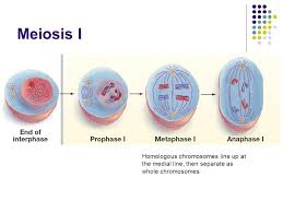 Their main difference is how they form the daughter cells during cytokinesis. Meiosis Somatic Cells Undergo Mitosis Gametes Or Sex Cells Undergo Meiosis Resulting In A Cell With Half Of The Usual Number Of Chromosomes Compared Ppt Download