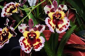 Pin On Orchid Flowers 1