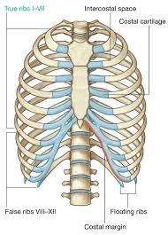 Osteology Of The Thorax Anatomia Do Corpo Humano Corpo Humano Molde De Borboletas