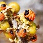 Image result for Turraea floribunda