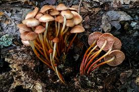 Image result for Marasmius opacus