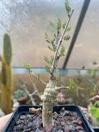 Image result for Dolichos kilimandscharicus