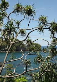 Image result for Phyllanthus taylorianus