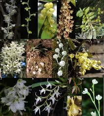 Image result for Rhipidoglossum pusillum