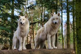 Tree inn ist ein baumhaushotel direkt im wolfcenter dörverden (niedersachsen). 7 Aussergewohnliche Unterkunfte In Und Um Hamburg Fur Besondere Nachte Geheimtipp Hamburg