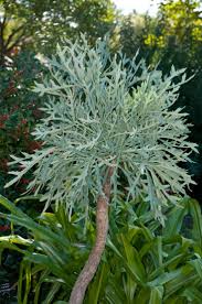 Image result for Cussonia