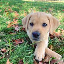 Purebred Lab Puppies For Sale Near Me Registered Lab Puppies For Sale Near Me Labrador Retriever Labrador Puppies For Sale Lab Puppies