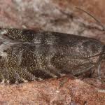 Image result for Cydia strobilella