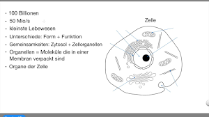 Was Ist Eine Zelle Einfach Erkart Youtube
