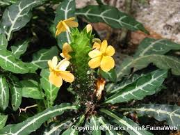 Thank you very much for visiting this page. Crossandra Infundibuliformis Shamrock