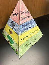 Bring Energy Pyramid Into Focus With A 3d Model For Students To Create And Use Energy Pyramid Pyramid Model Science Food Chains