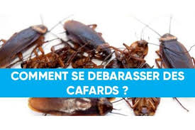 Nuisiprotect, experts en dératisation et dépigeonnage à oullins 69600. Comment Se Debarrasser Des Cafards Dans Votre Maison