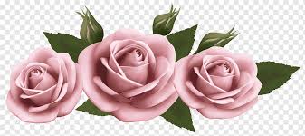 Check spelling or type a new query. Bunga Mawar Amazon Com Mawar Merah Muda Cantik Mawar Merah Muda Lukisan Cat Air Merangkai Bunga Bunga Buatan Png Pngwing